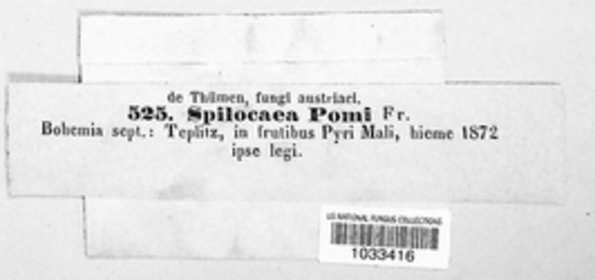 Venturia inaequalis image